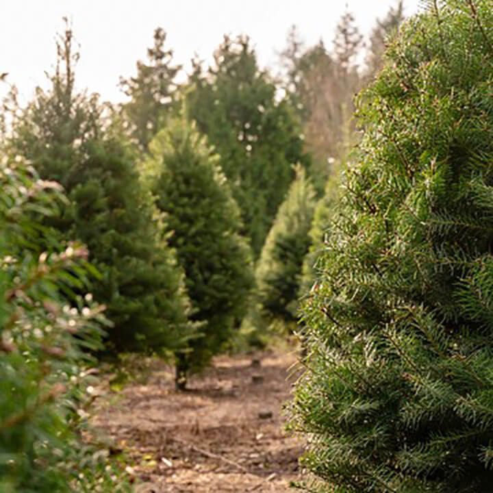 CHRISTMAS TREE FARM WAX MELTS